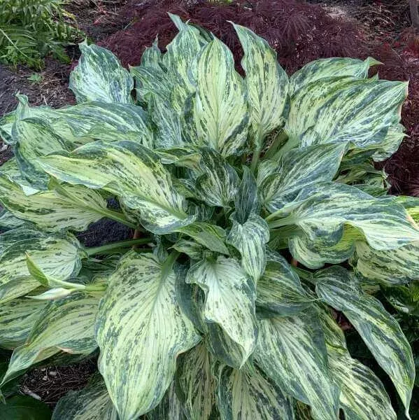 Emperor’s New Clothes Hosta
