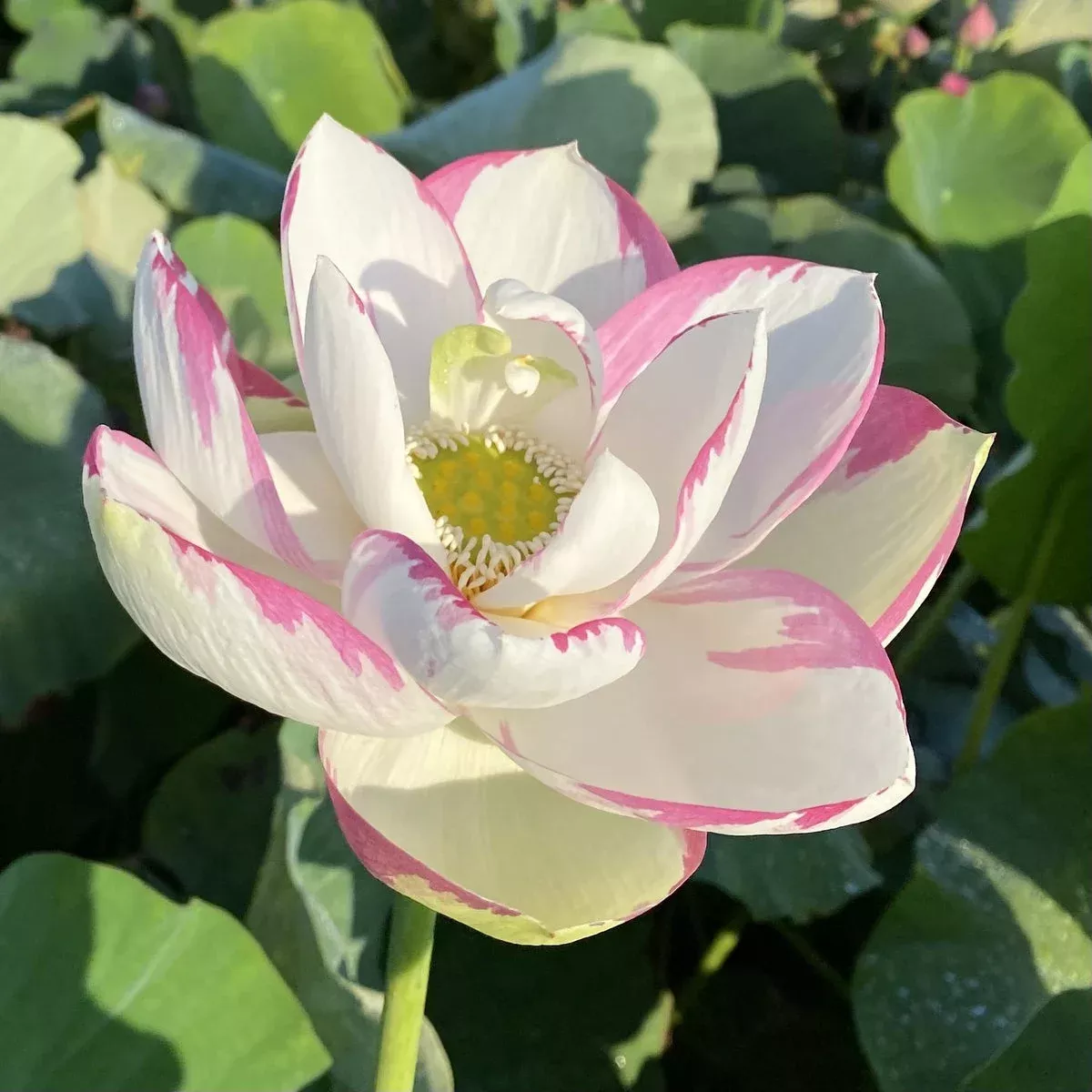Empress – Ruling the Garden!