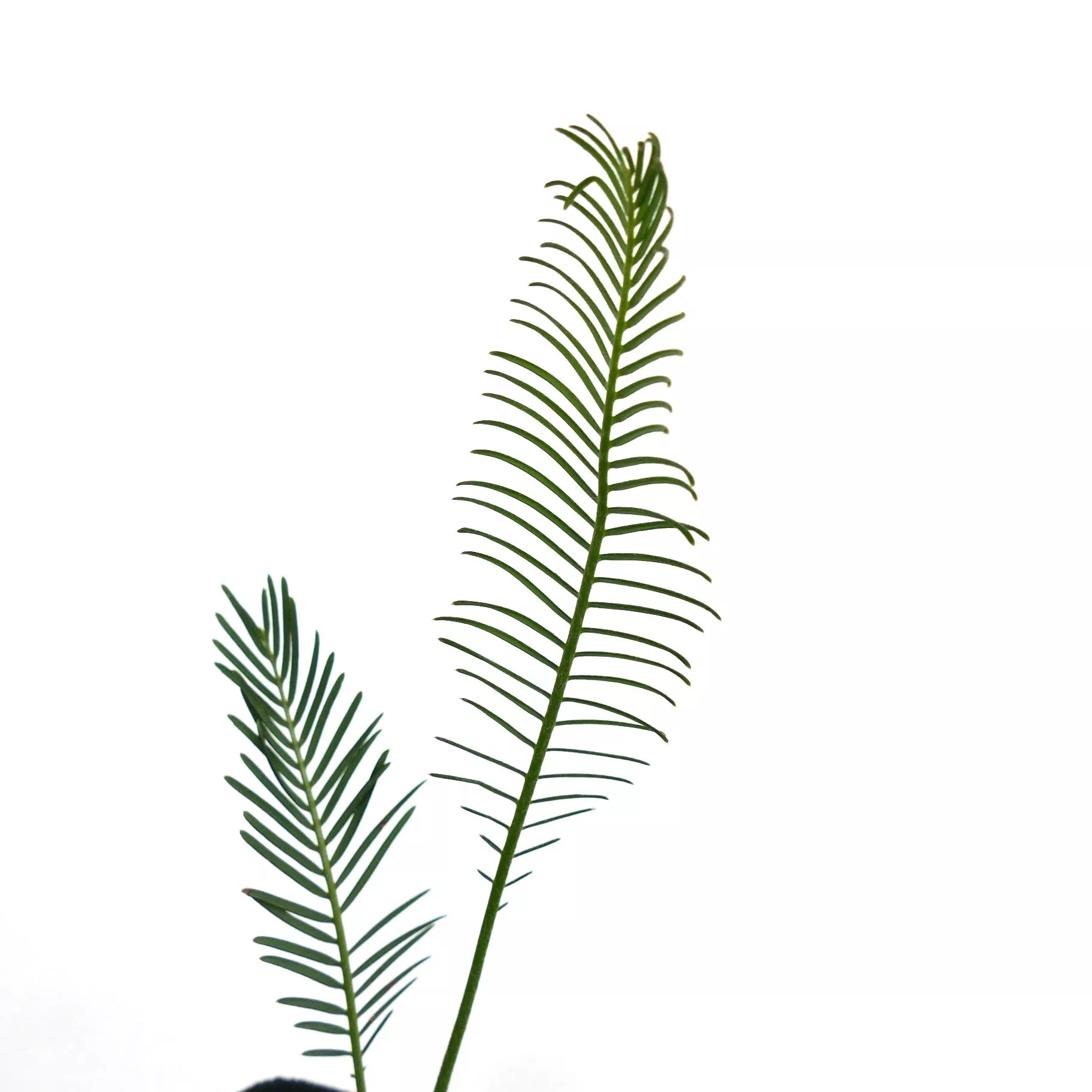 Encephalartos ghellinckii 32CB
