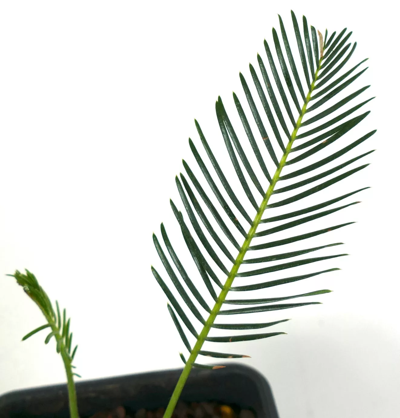 Encephalartos ghellinckii C35