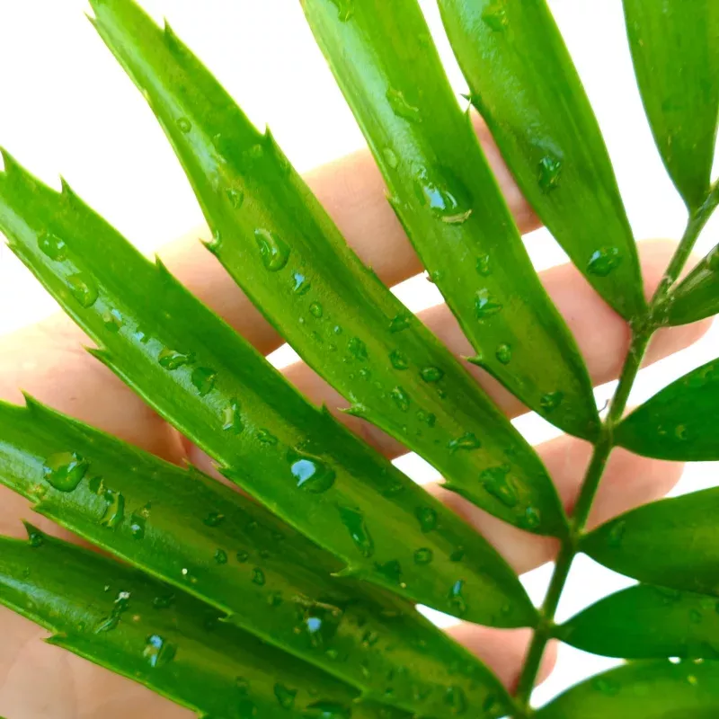 Encephalartos kisambo 7cm caudex