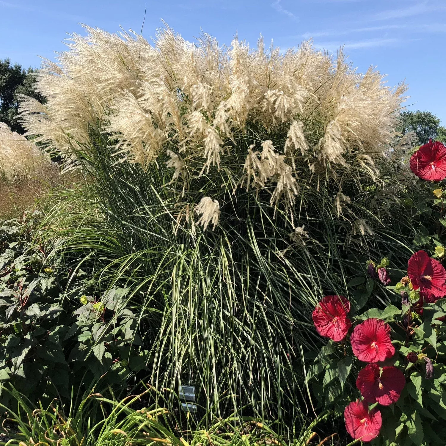 ‘Encore’ Maiden Grass (Miscanthus)