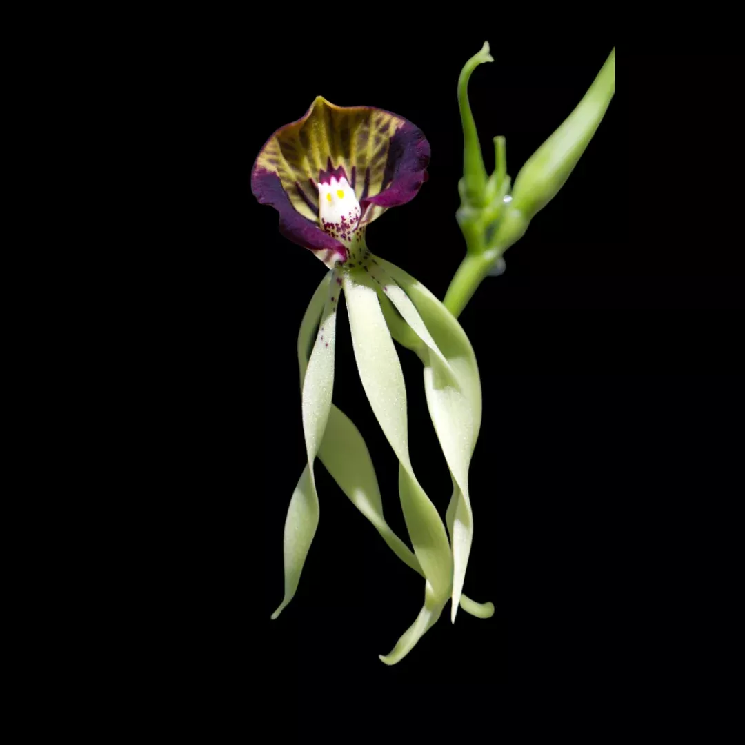 Encyclia cochleata