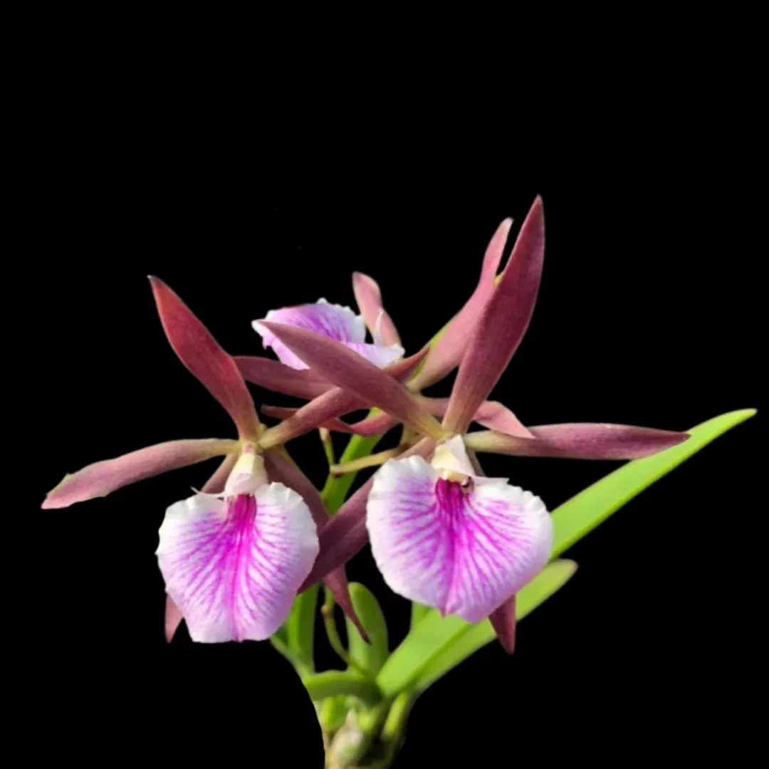 Encyclia Jairak Treasure ‘Brown Bird’
