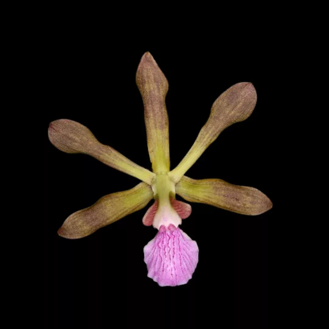 Encyclia seidelii