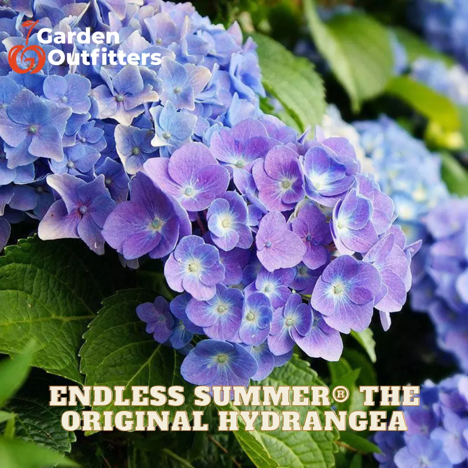 Endless Summer The Original Hydrangea (Hydrangea macrophylla ‘Bailmer’) – 3 gallon