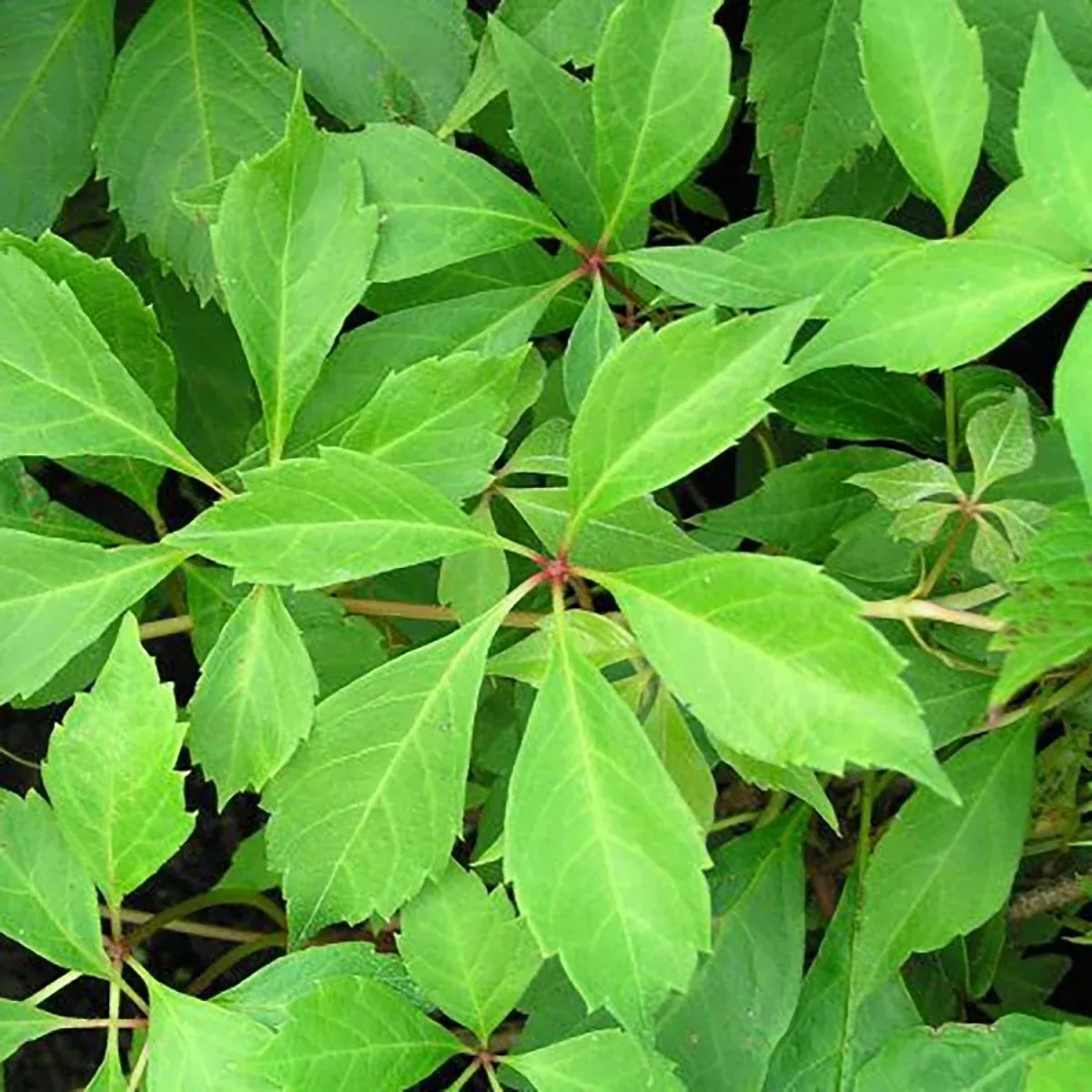 Engelmann’s Ivy