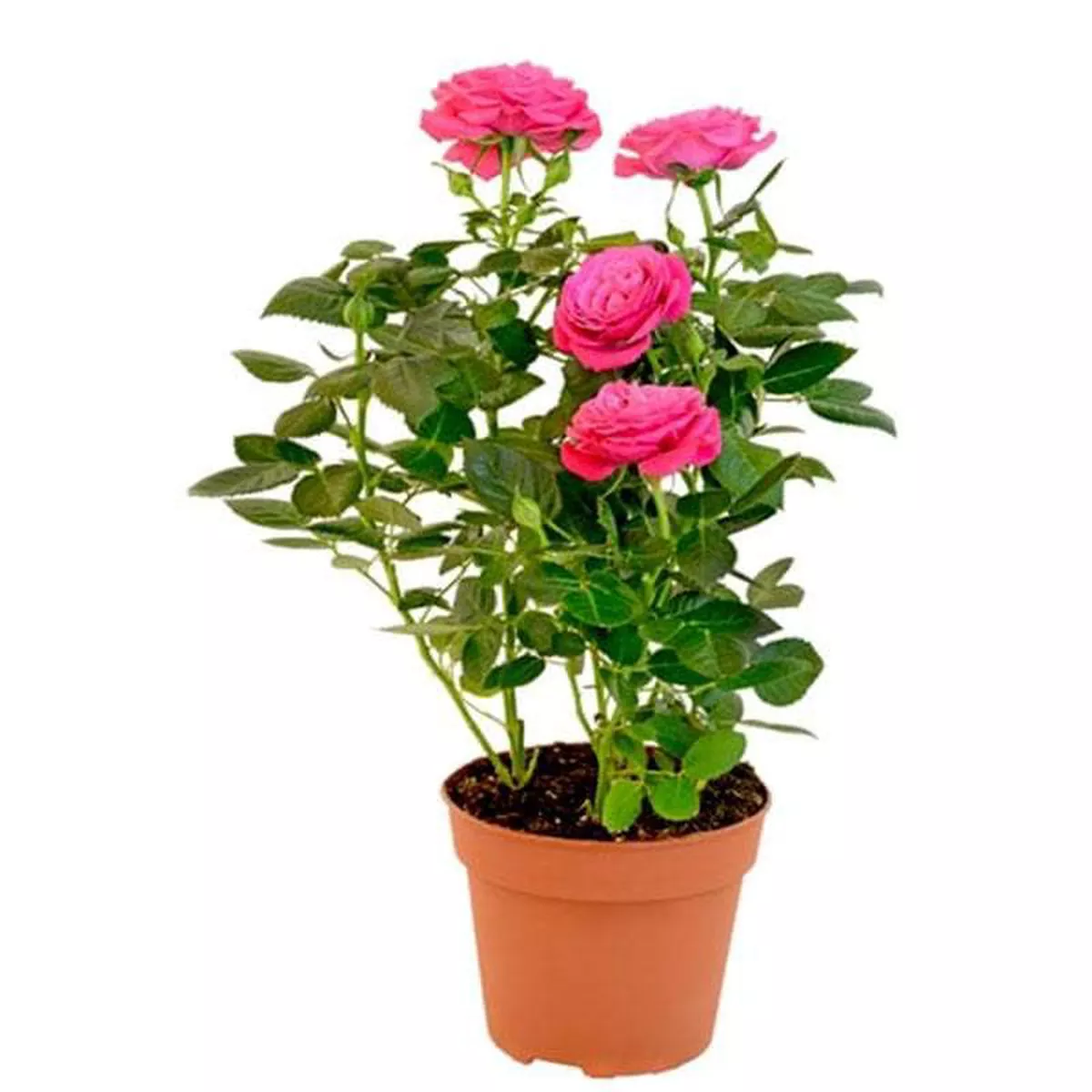 English Rose (Pink) 8211 Plant