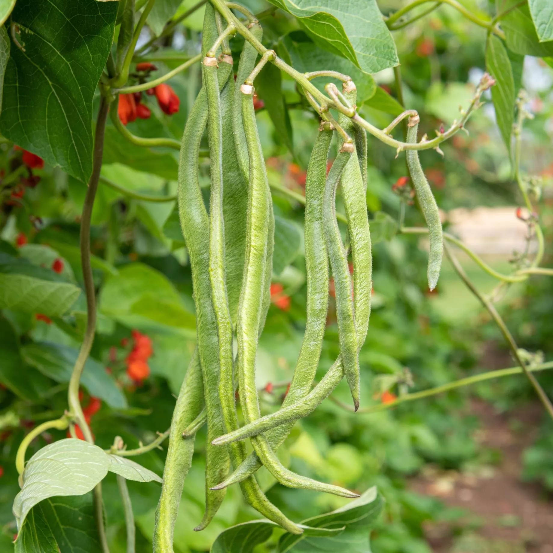 ‘Enorma’ Runner Bean Plants