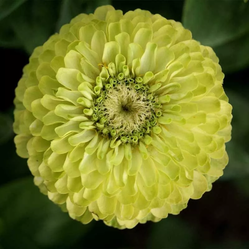 Envy Zinnia Seeds