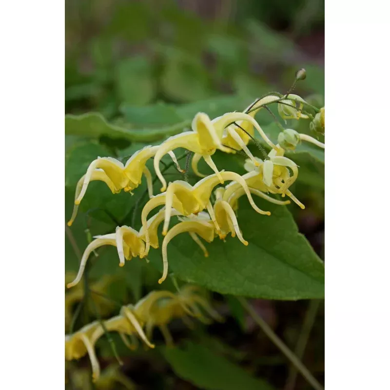 Epimedium baojingense