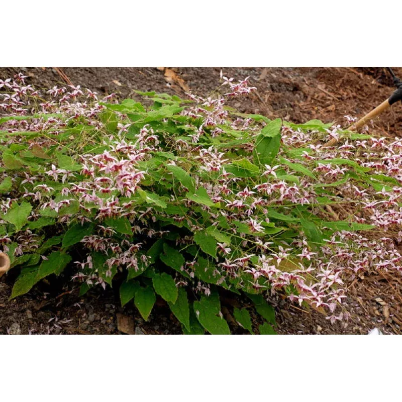 Epimedium Cosmic Stars