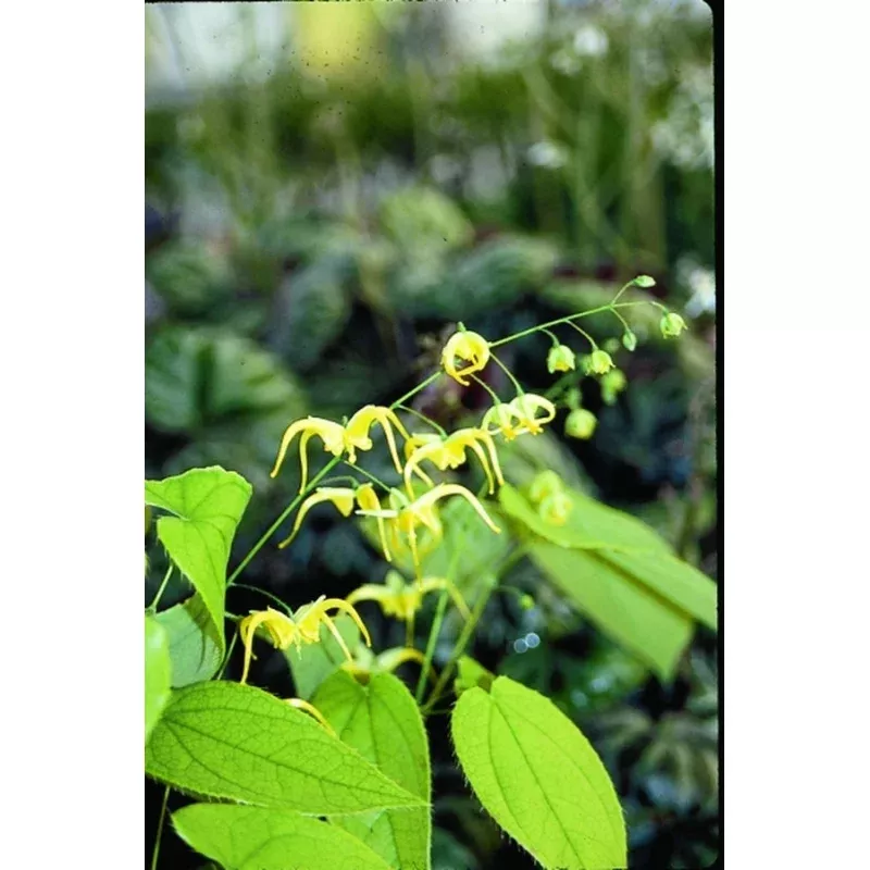 Epimedium franchetii