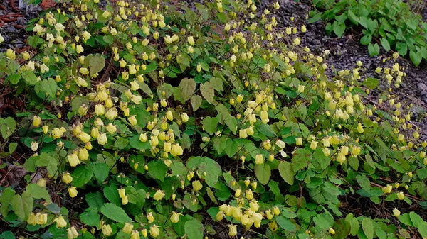 Epimedium Sunny and Share