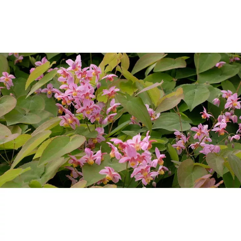 Epimedium versicolor Cherry Tart