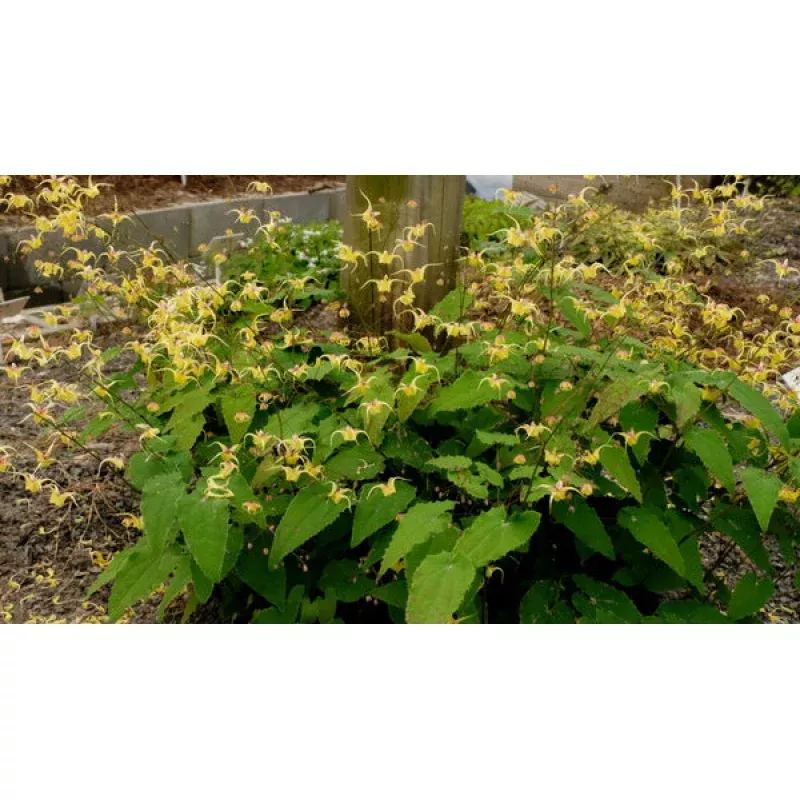 Epimedium Yellowstone