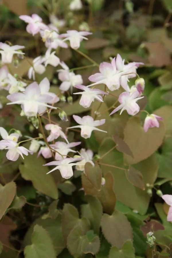 Epimedium youngianum Fairy Dust