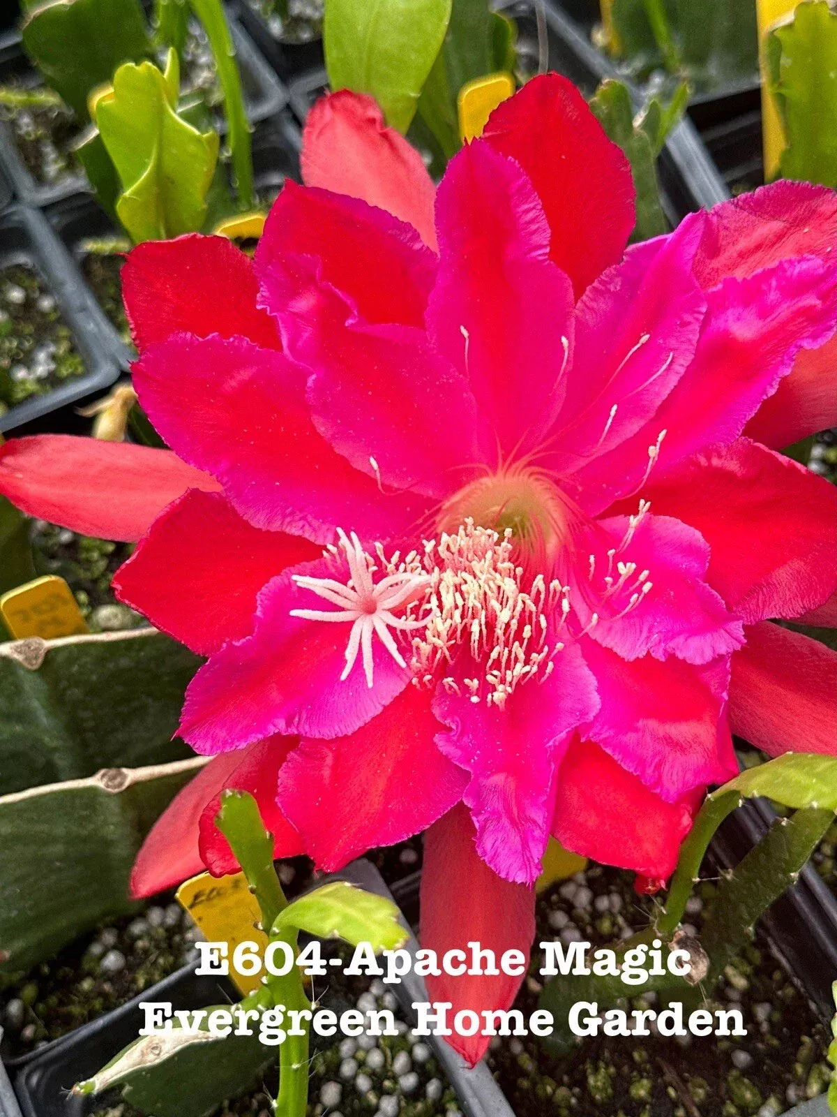 Epiphyllum Orchid Cactus Apache Magic in 4 Starter Pot | Rooted Houseplant | Unique Succulent for Indoor Gardening