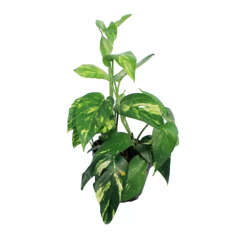 Epipremnum 6in Yellow Surprise Varigated