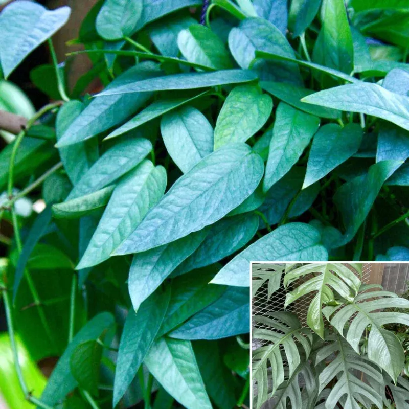 Epipremnum Cebu Blue (Epipremnum pinnatum)