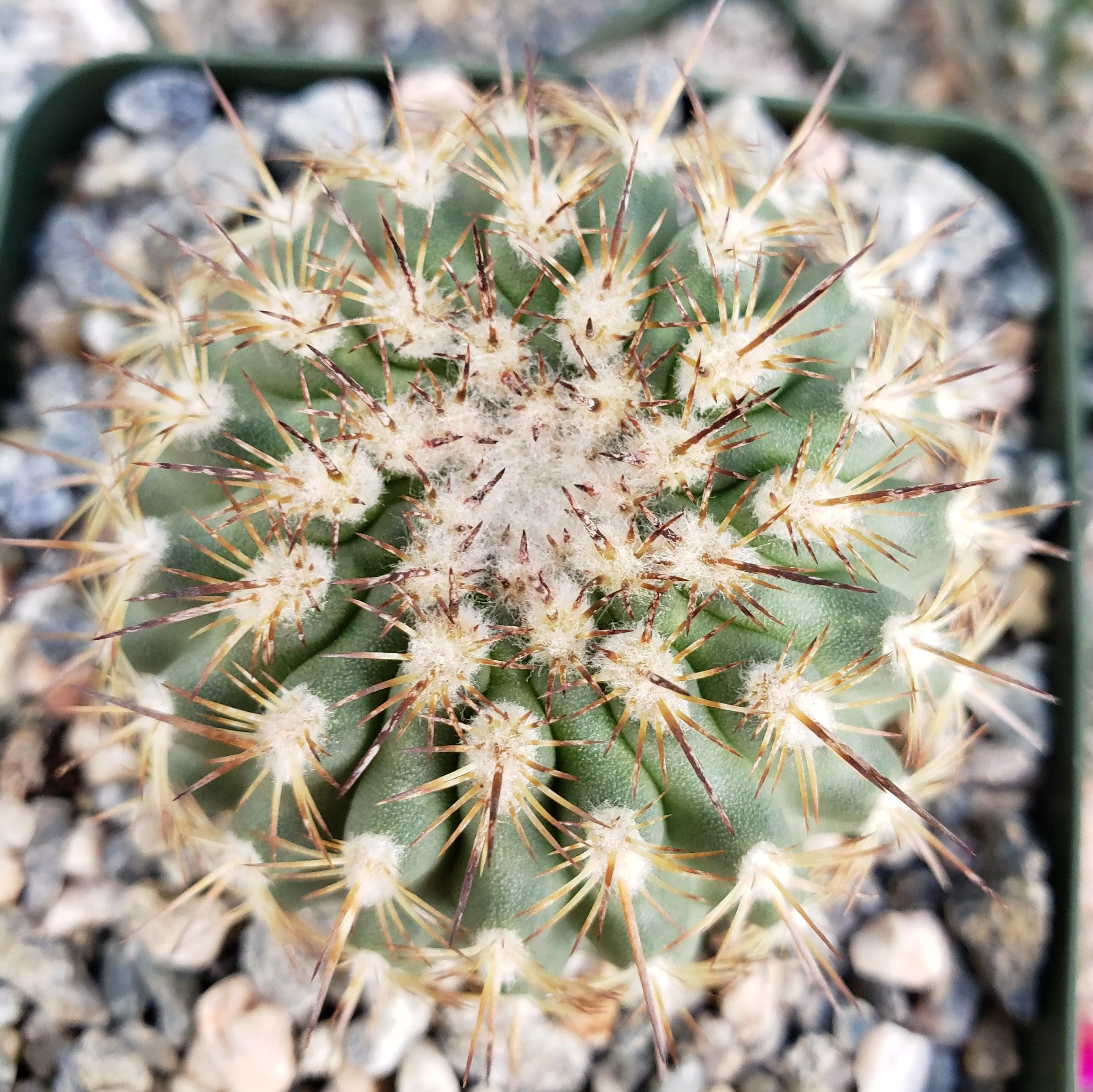 Eriosyce islayensis