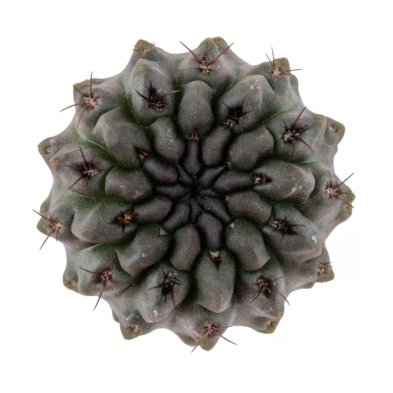 Eriosyce occulta 'Hidden Eriosyce'