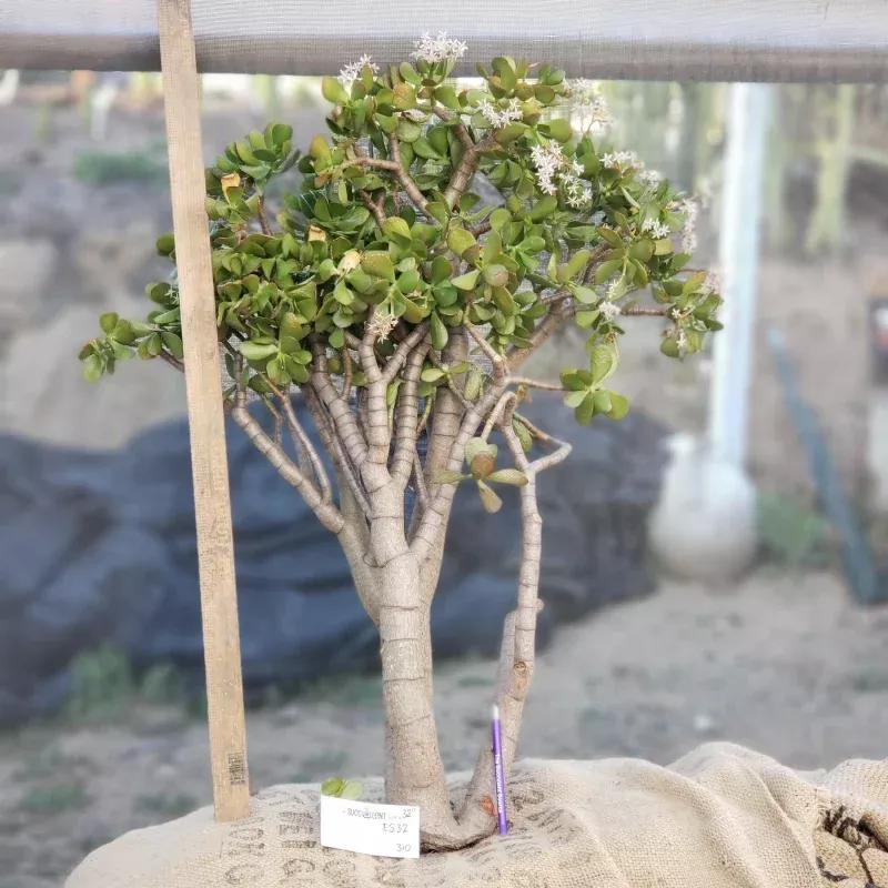 #ES32 EXACT Crassula Ovata Jade Bonsai succulent