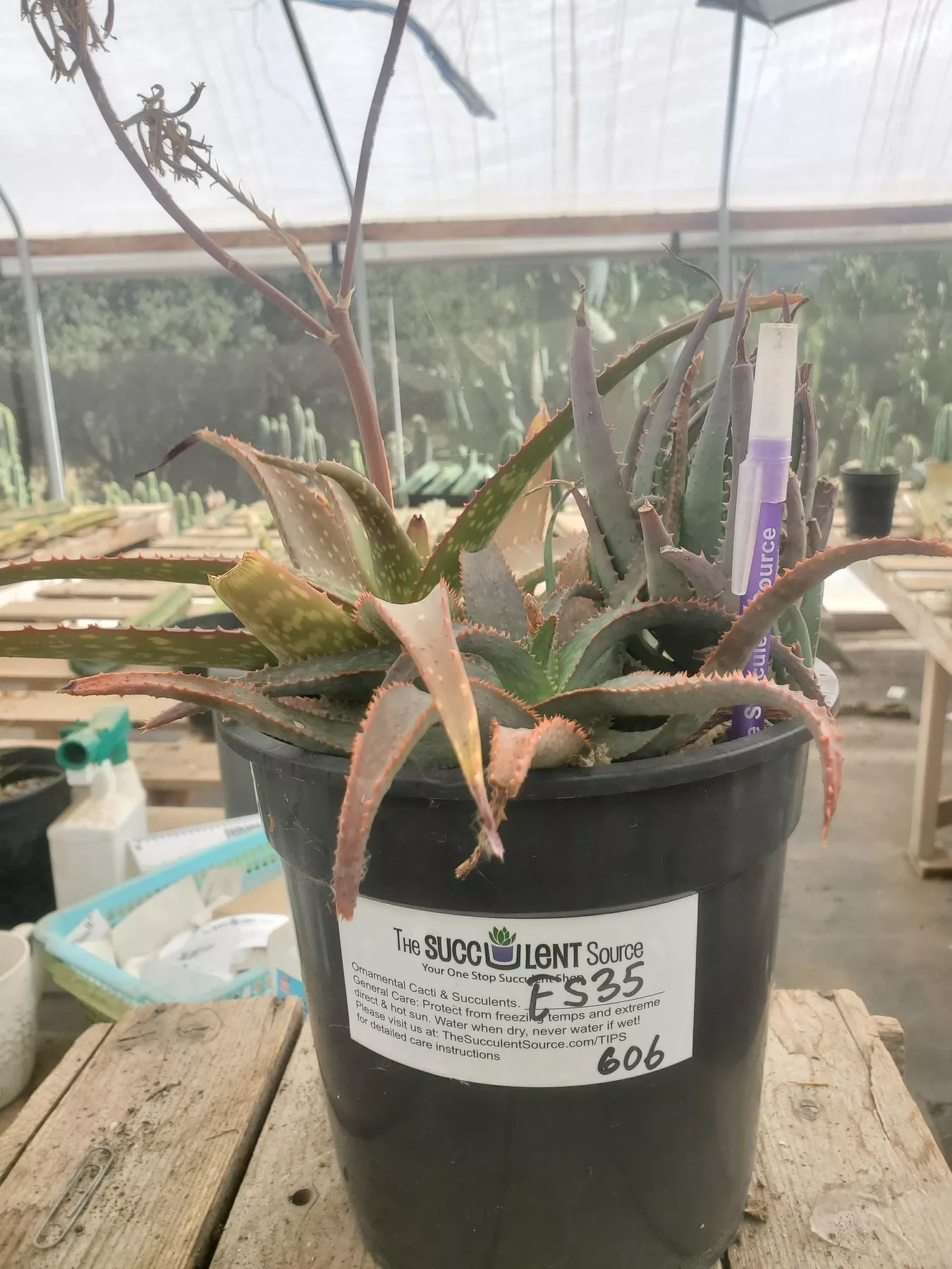 #ES35- EXACT ALOE 3 pack in 1 gallon CONTAINIER