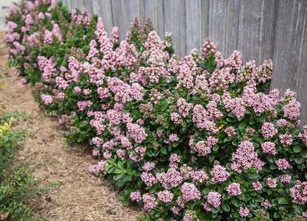 Escallonia ‘Lades’ PP 23,984