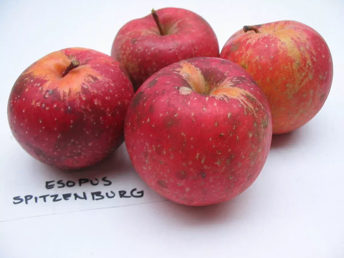 Esopus Spitzenburg Apple (bare root)