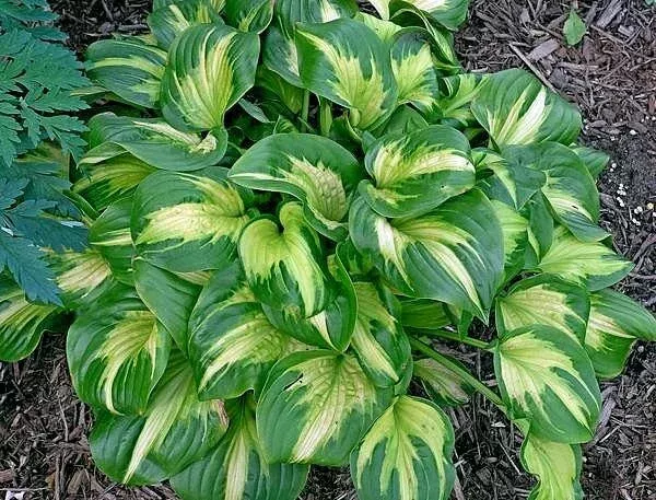 Etched Glass Hosta
