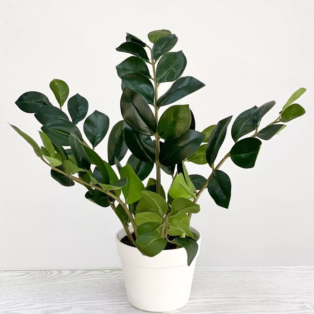Eternity Potted Plant 23″