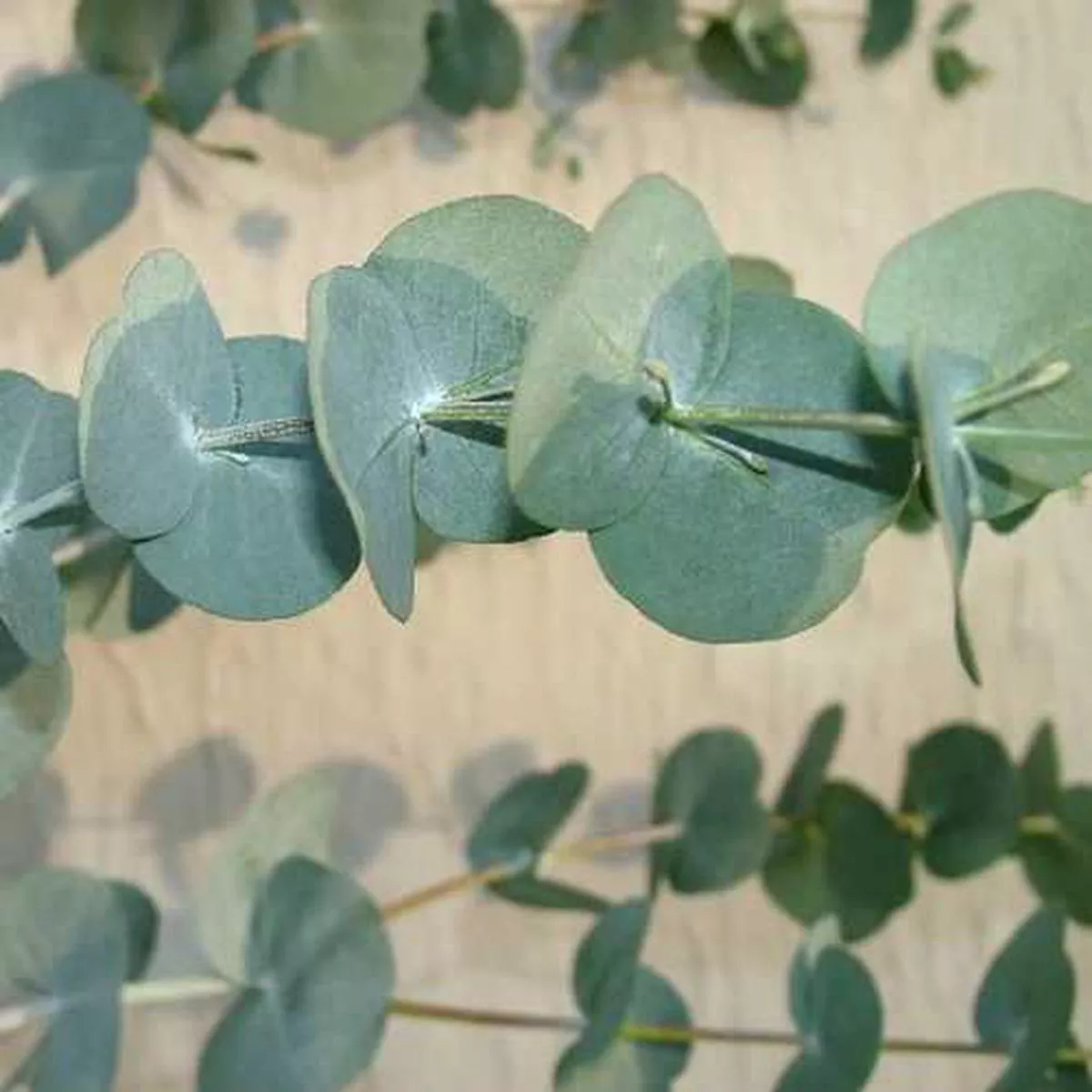 Eucalyptus glaucescens