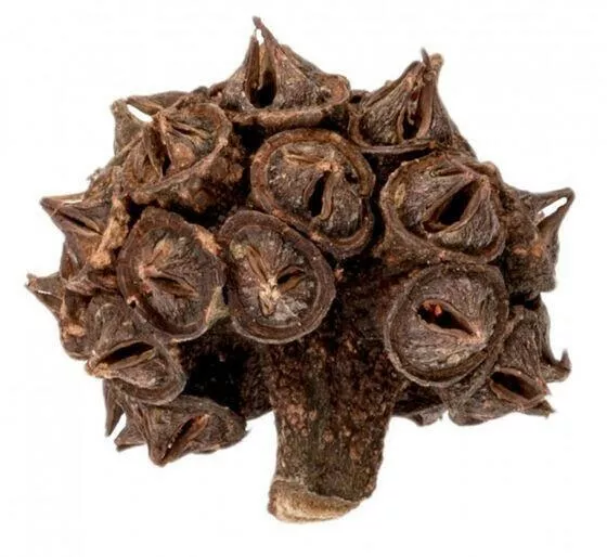 Eucalyptus Head