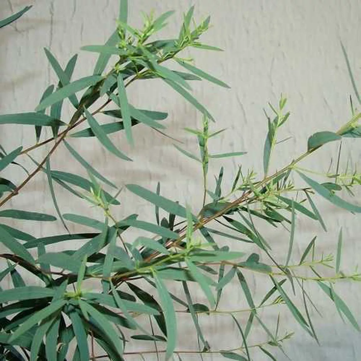Eucalyptus nicholii