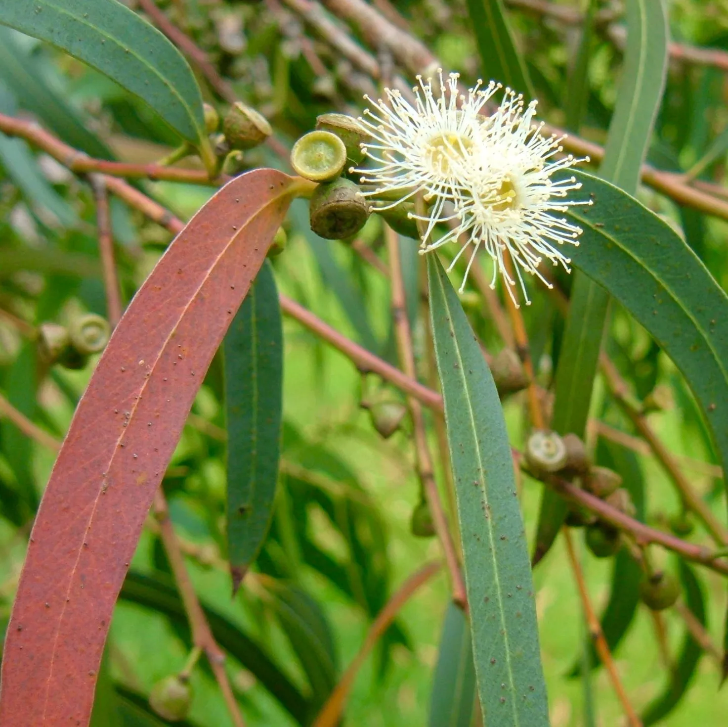 Eucalyptus parvifolia