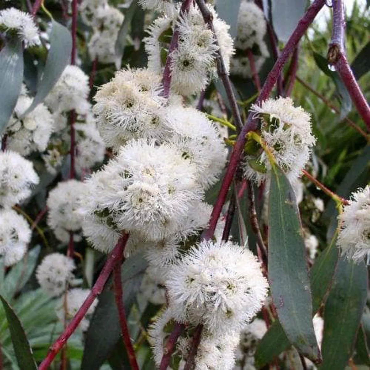 Eucalyptus pauciflora subsp. niphophila