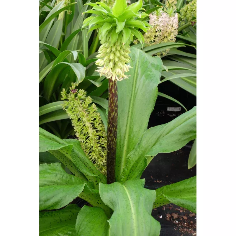 Eucomis bicolor