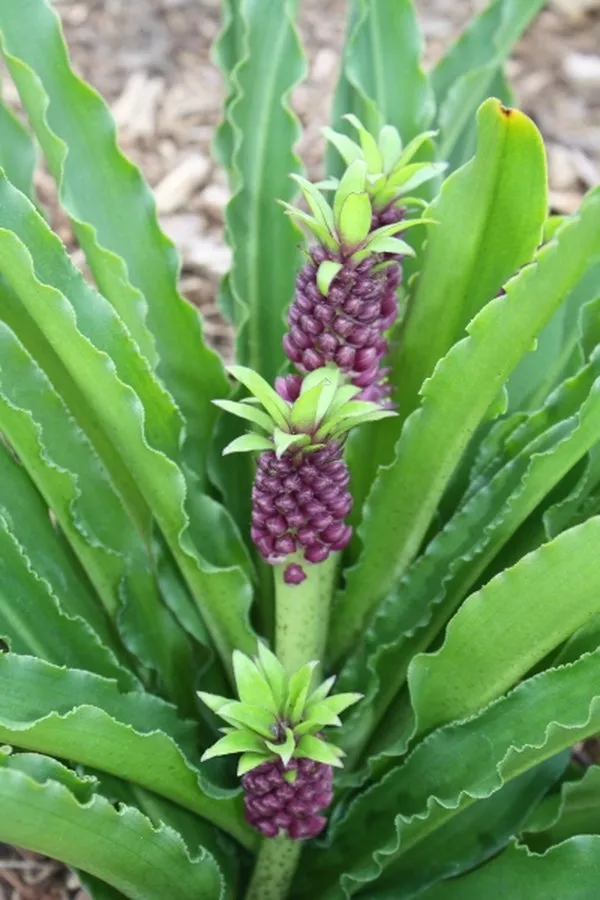 Eucomis Leia