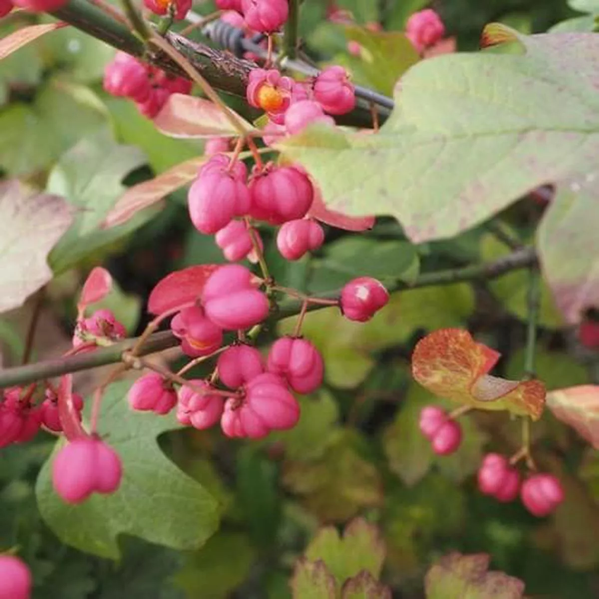 Euonymus europaeus – Spindle Bareroot | 2-3ft