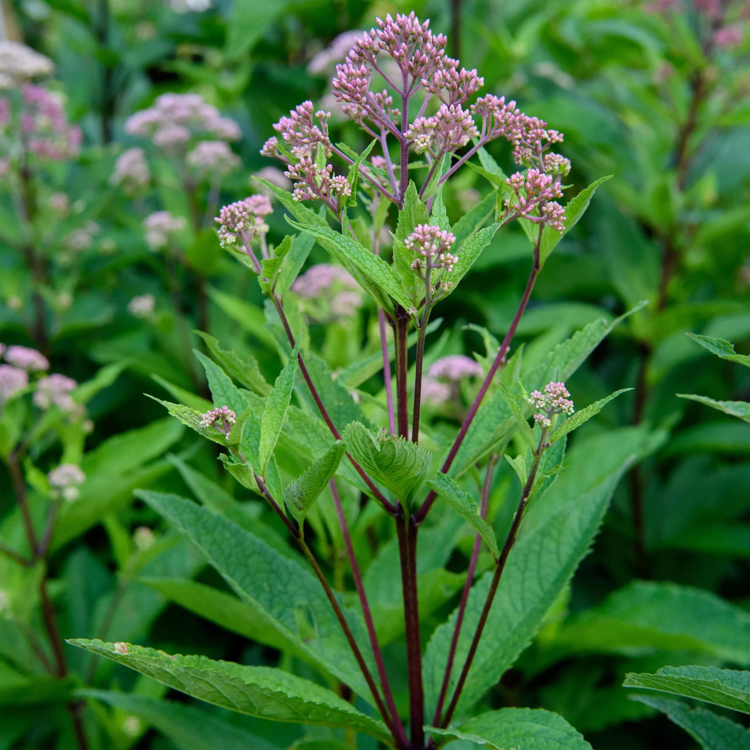 Eupatorium dubium ‘Baby Joe’ – Joe Pye Weed