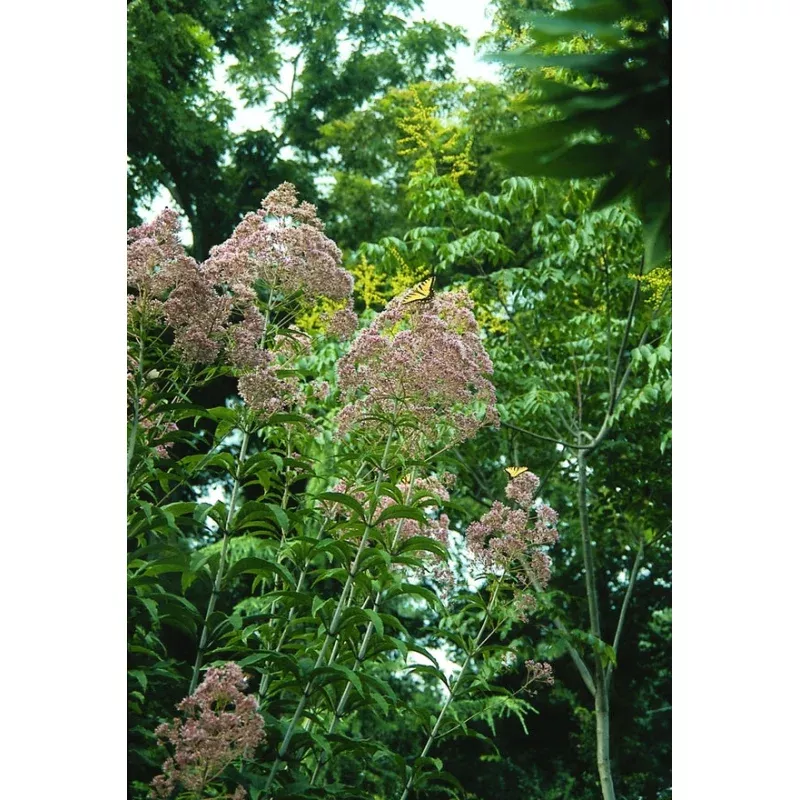 Eupatorium fistulosum