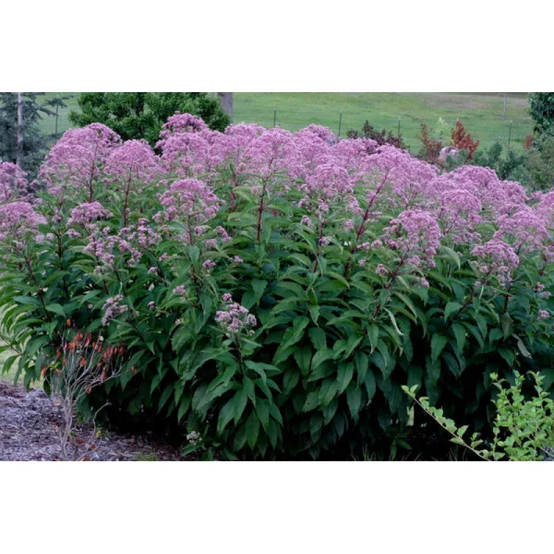 Eupatorium purpureum Little Red