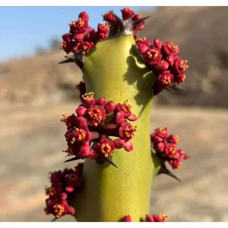 Euphorbia caducifolia SEEDS