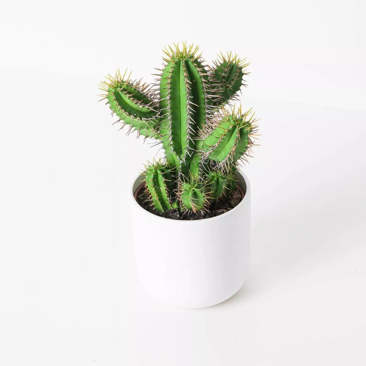 Euphorbia fruticosa – 10.5cm