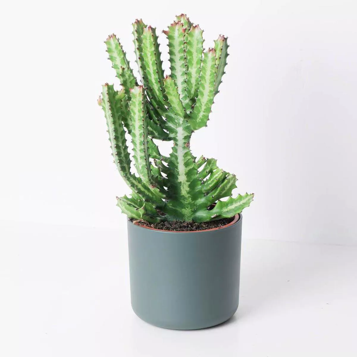 Euphorbia lactea 8211 17cm