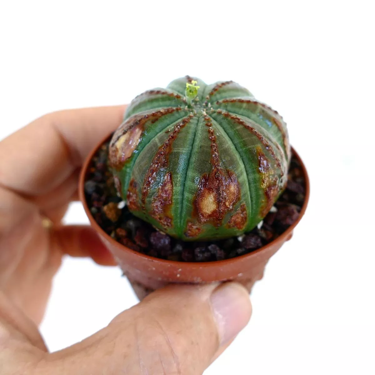 Euphorbia obesa FAT SELECTED SPECIMEN