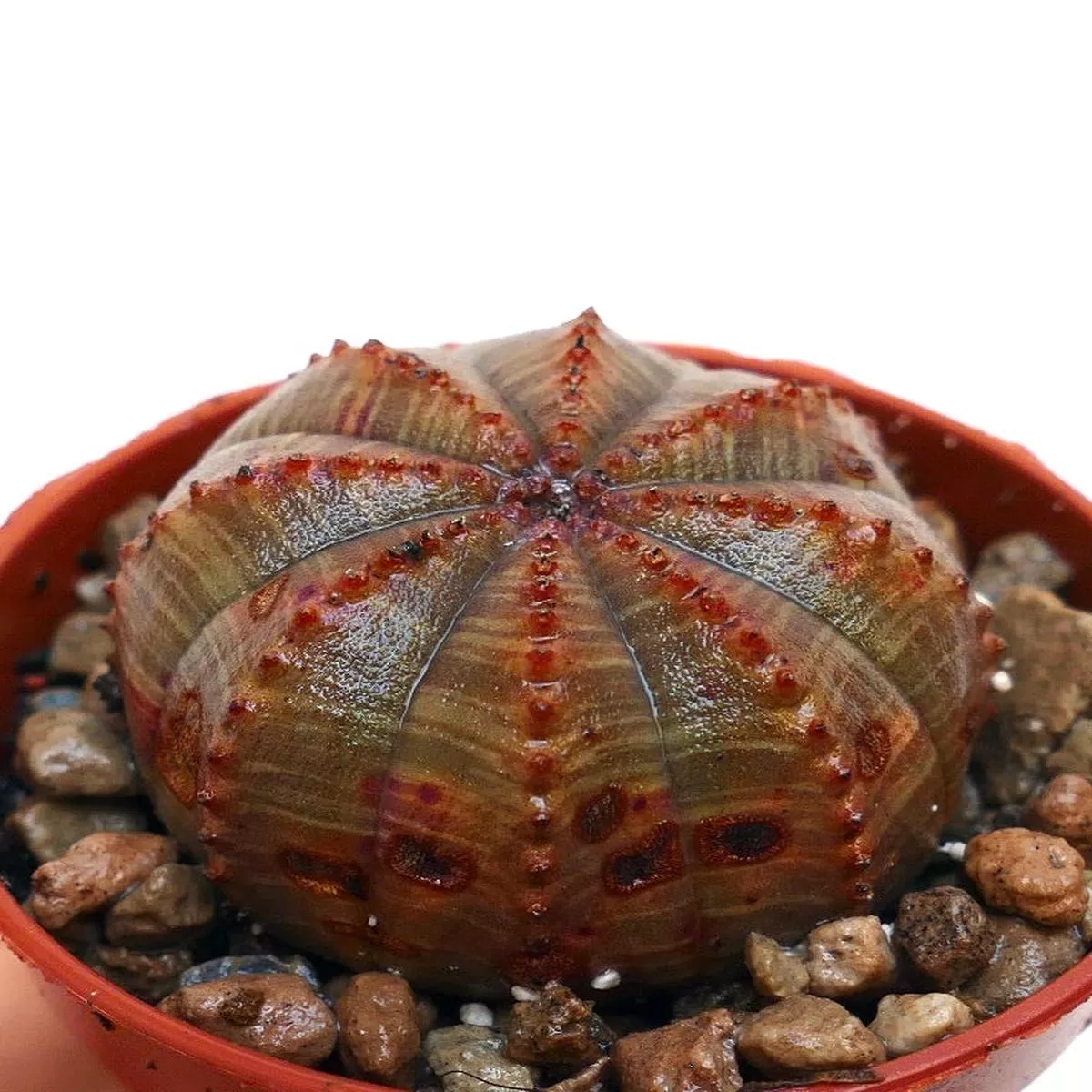Euphorbia obesa SELECTED COLORS 5074