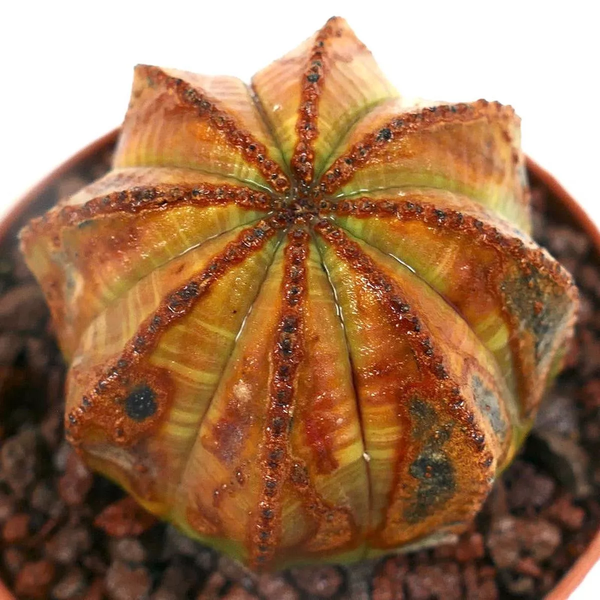 Euphorbia obesa UNUSUAL MARKS SS33