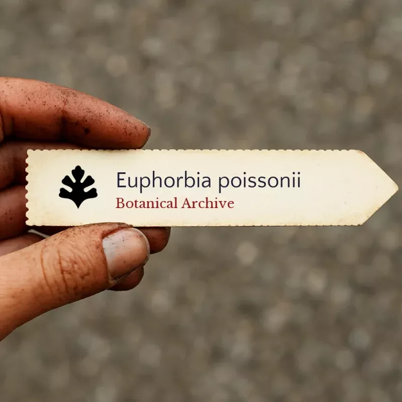 Euphorbia poissonii SEEDS